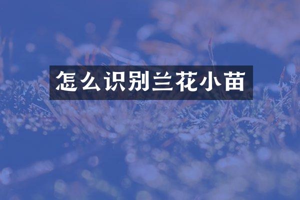 怎么识别兰花小苗