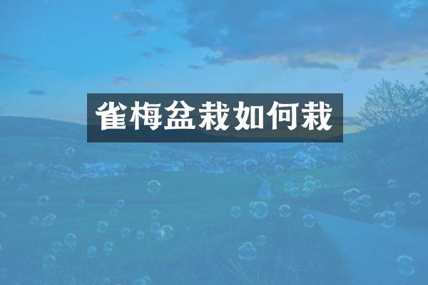 雀梅盆栽如何栽