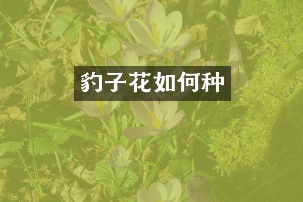 豹子花如何种