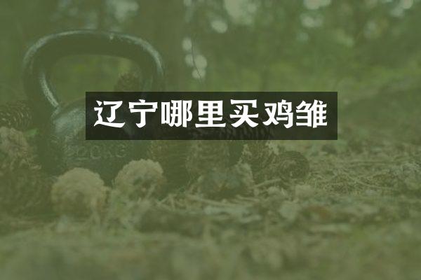 辽宁哪里买鸡雏