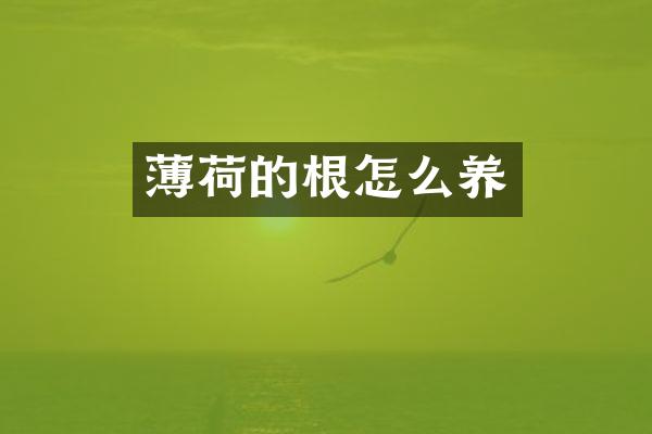 薄荷的根怎么养