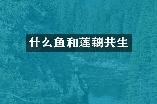 什么鱼和莲藕共生