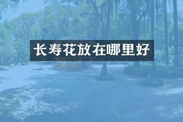 长寿花放在哪里好