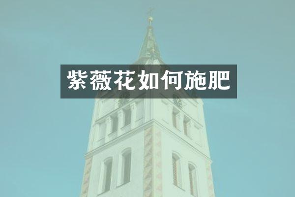 紫薇花如何施肥
