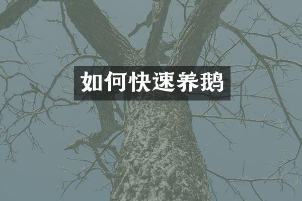 如何快速养鹅