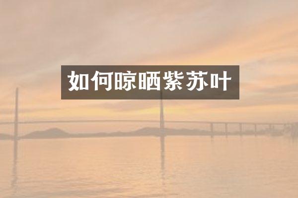 如何晾晒紫苏叶