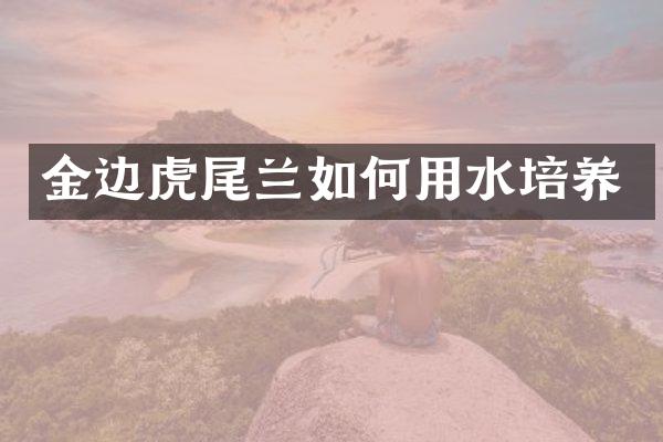 金边虎尾兰如何用水培养