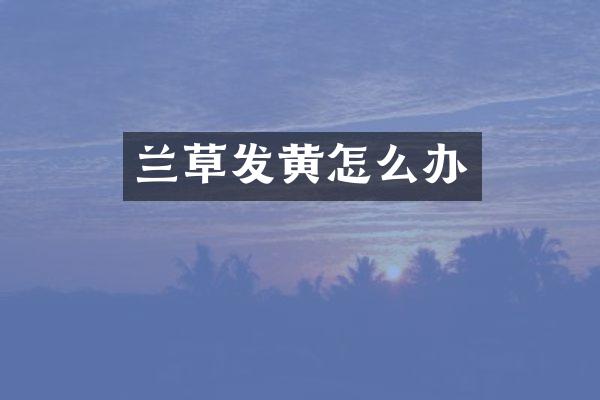 兰草发黄怎么办