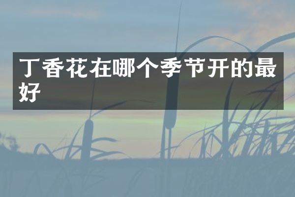 丁香花在哪个季节开的最好