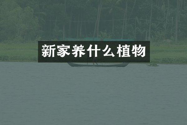 新家养什么植物
