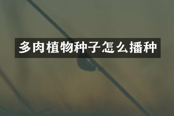 多肉植物种子怎么播种