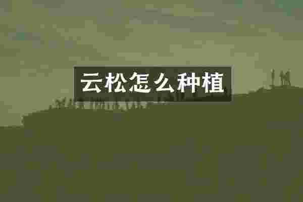 云松怎么种植