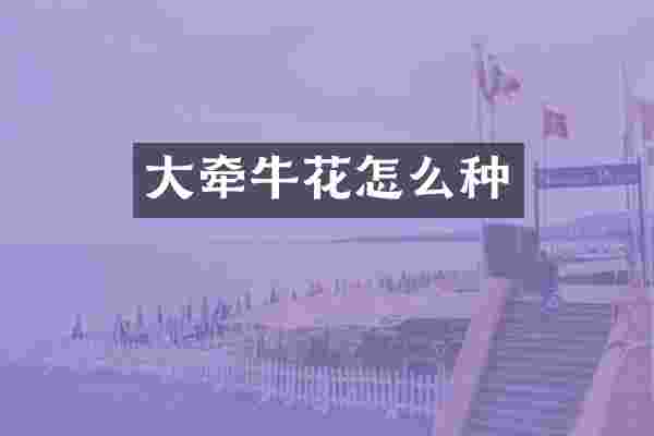 大牵牛花怎么种