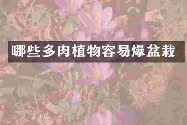 哪些多肉植物容易爆盆栽