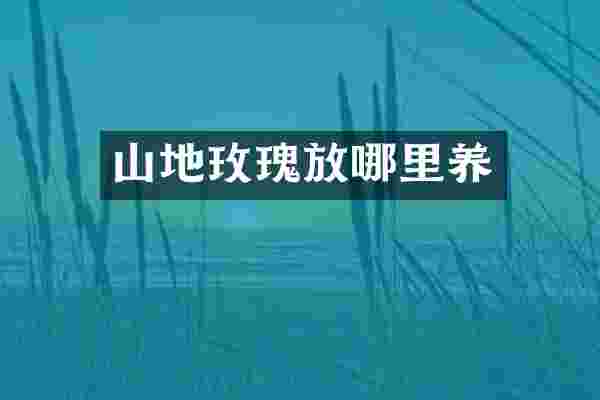 山地玫瑰放哪里养