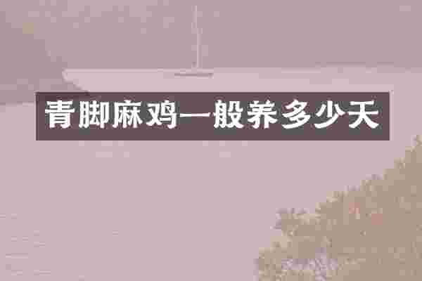 青脚麻鸡一般养多少天