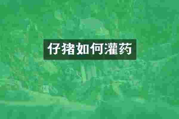 仔猪如何灌药
