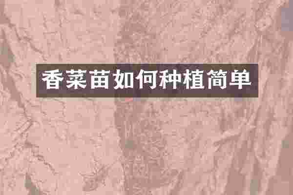 香菜苗如何种植简单