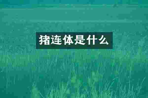 猪连体是什么