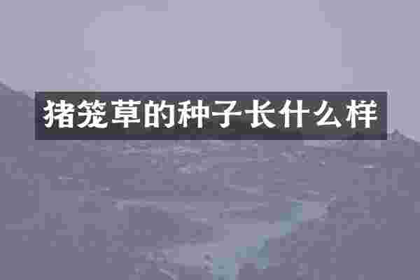 猪笼草的种子长什么样