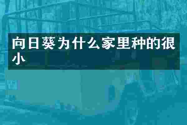 向日葵为什么家里种的很小