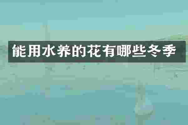 能用水养的花有哪些冬季