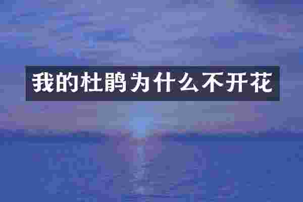 我的杜鹃为什么不开花