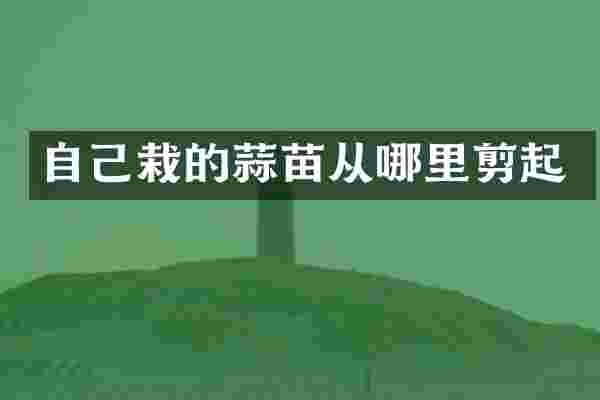 自己栽的蒜苗从哪里剪起