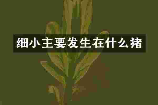 细小主要发生在什么猪