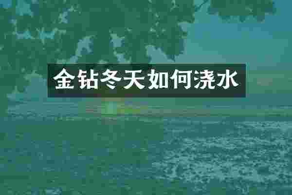 金钻冬天如何浇水