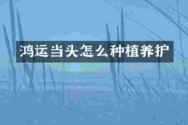 鸿运当头怎么种植养护
