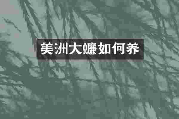 美洲大蠊如何养