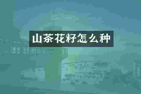 山茶花籽怎么种