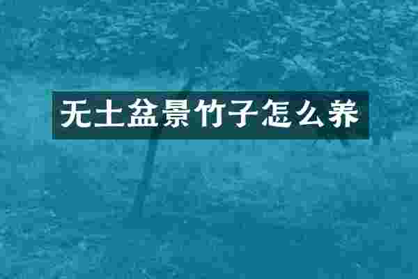 无土盆景竹子怎么养