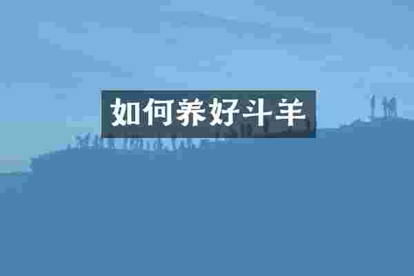 如何养好斗羊