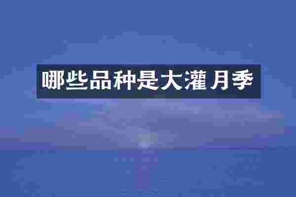 哪些品种是大灌月季