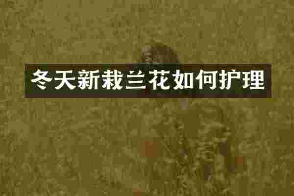 冬天新栽兰花如何护理