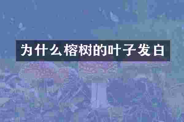 为什么榕树的叶子发白
