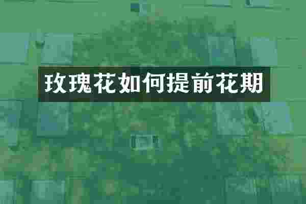 玫瑰花如何提前花期
