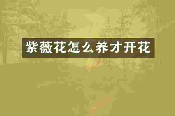 紫薇花怎么养才开花