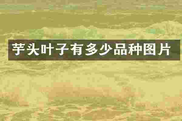 芋头叶子有多少品种图片