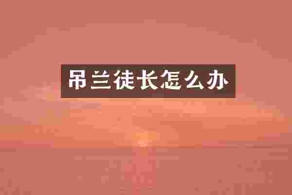 吊兰徒长怎么办