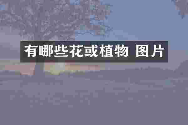 有哪些花或植物 图片