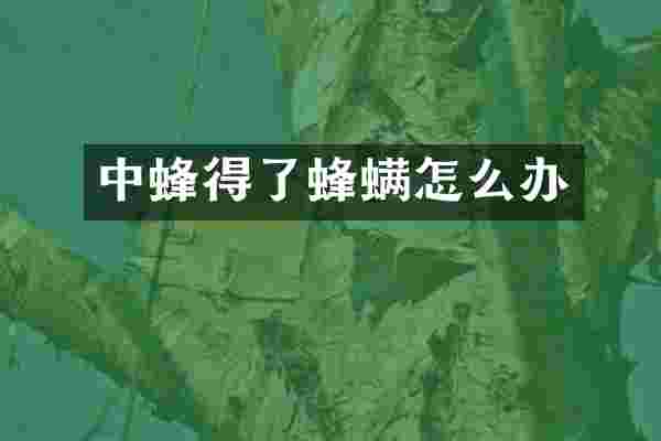 中蜂得了蜂螨怎么办