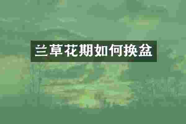 兰草花期如何换盆