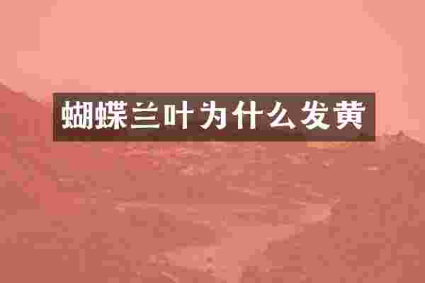 蝴蝶兰叶为什么发黄