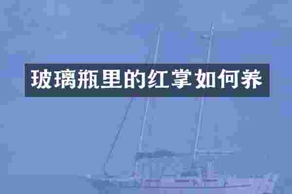 玻璃瓶里的红掌如何养