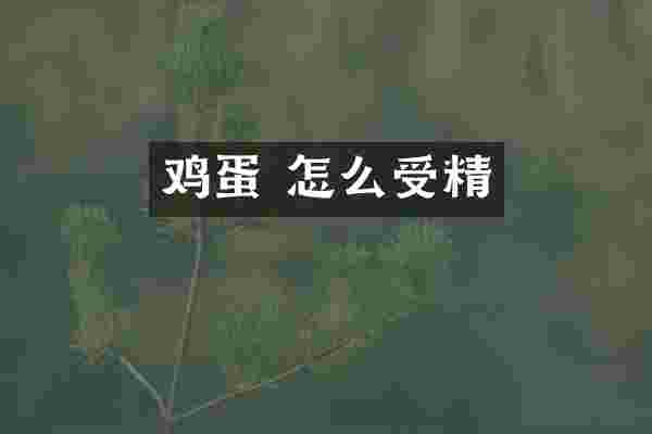鸡蛋 怎么受精