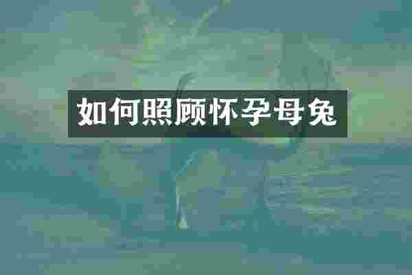 如何照顾怀孕母兔