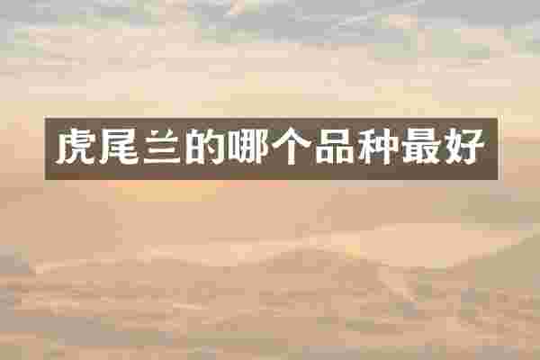 虎尾兰的哪个品种最好
